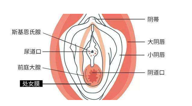 阴唇高清照片