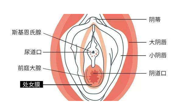巴氏腺位置示意图图片